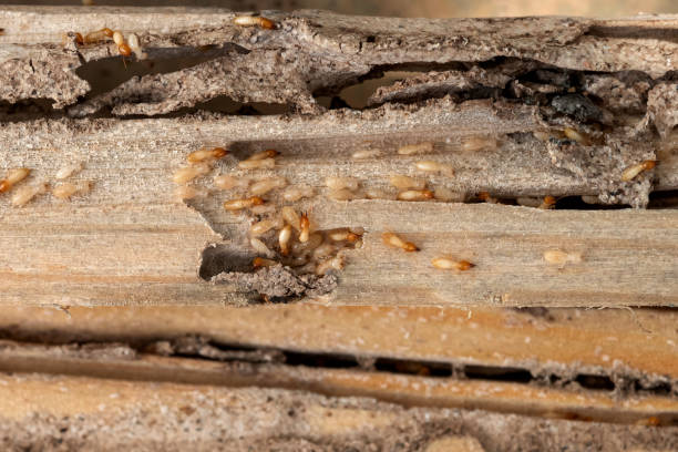 Best Affordable Pest Control Services  in Milwaukie, OR